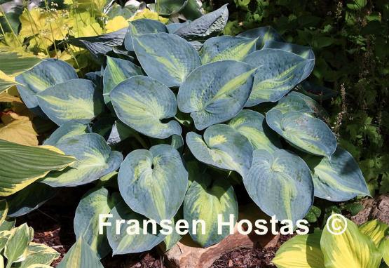 Hosta Heat Wave